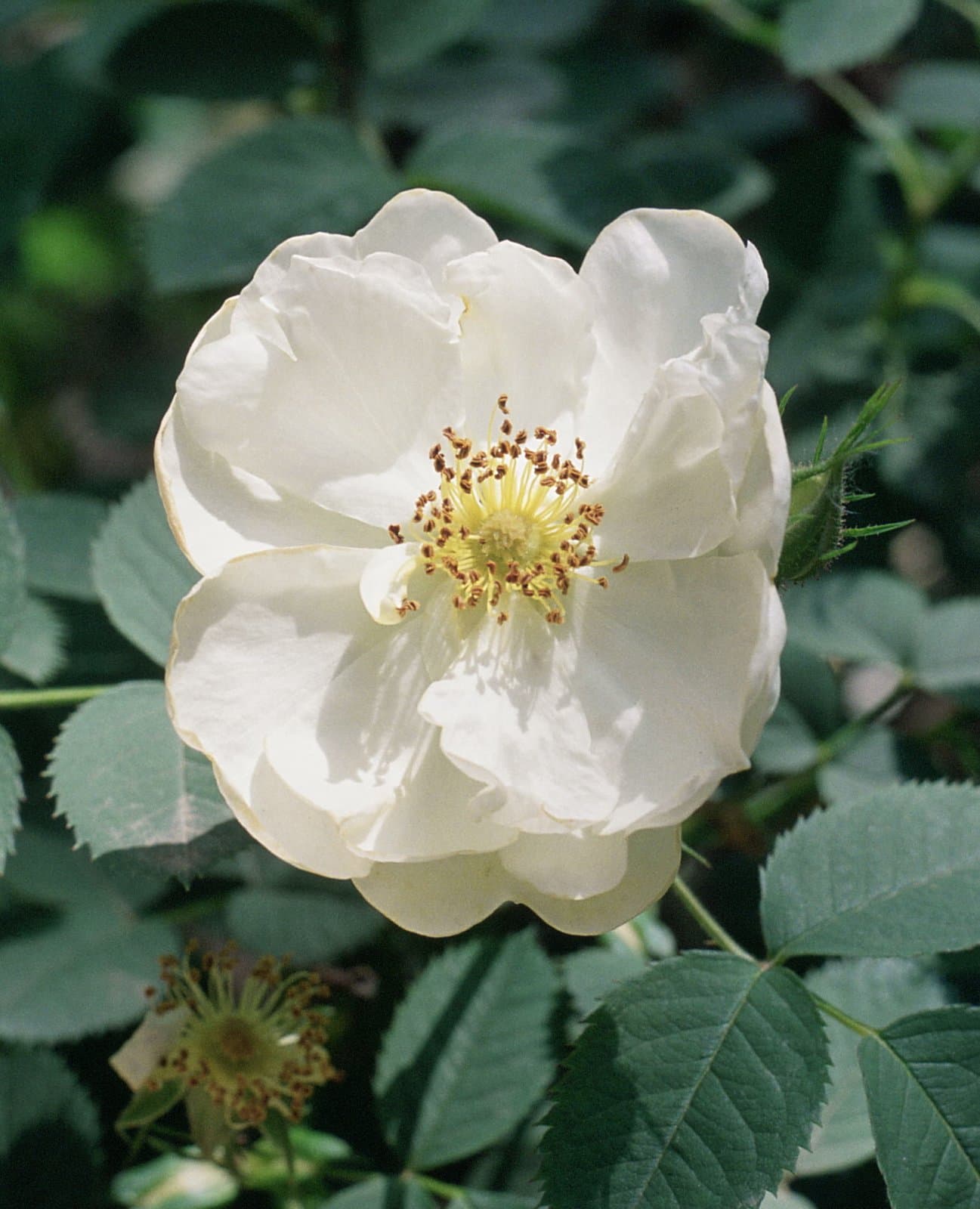 Rosa ×alba L.