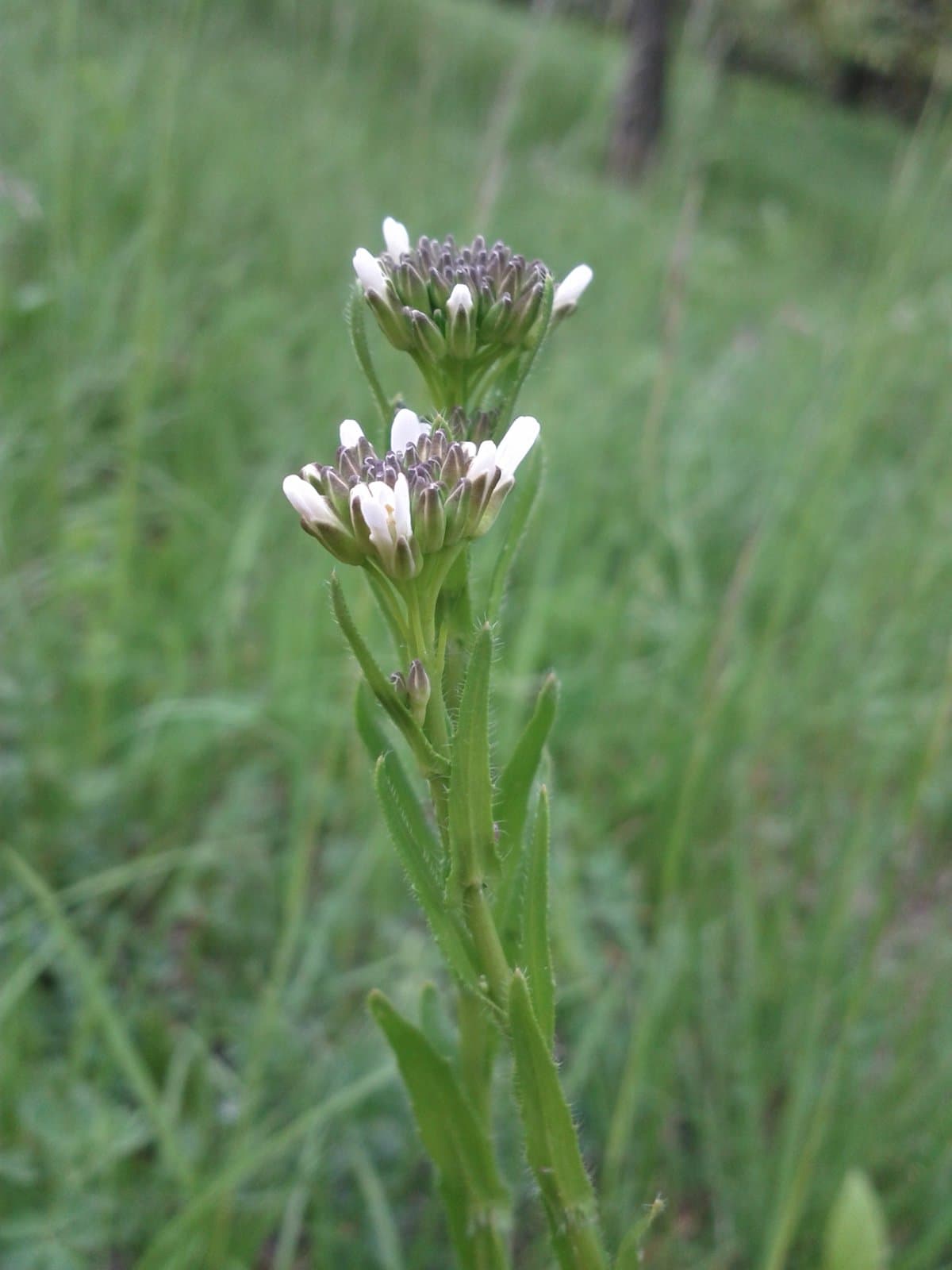 Arabis sagittata (Bertol.) DC.