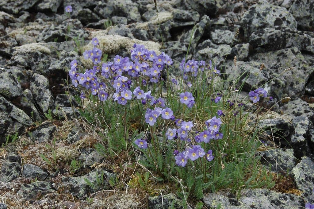 Polemonium boreale × caeruleum