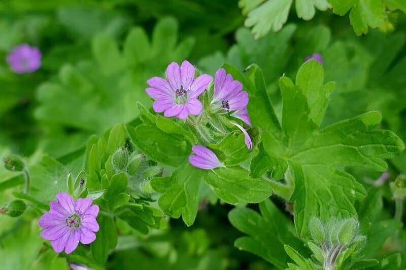 Geranium molle L.