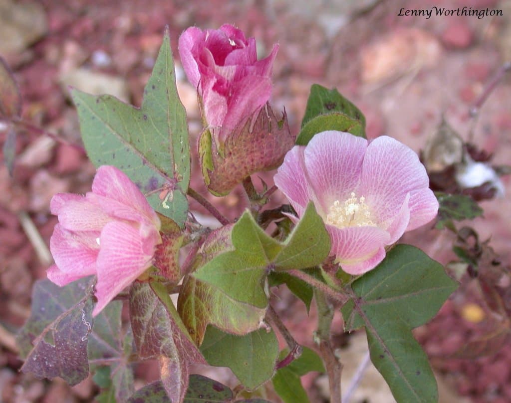 Gossypium arboreum L.
