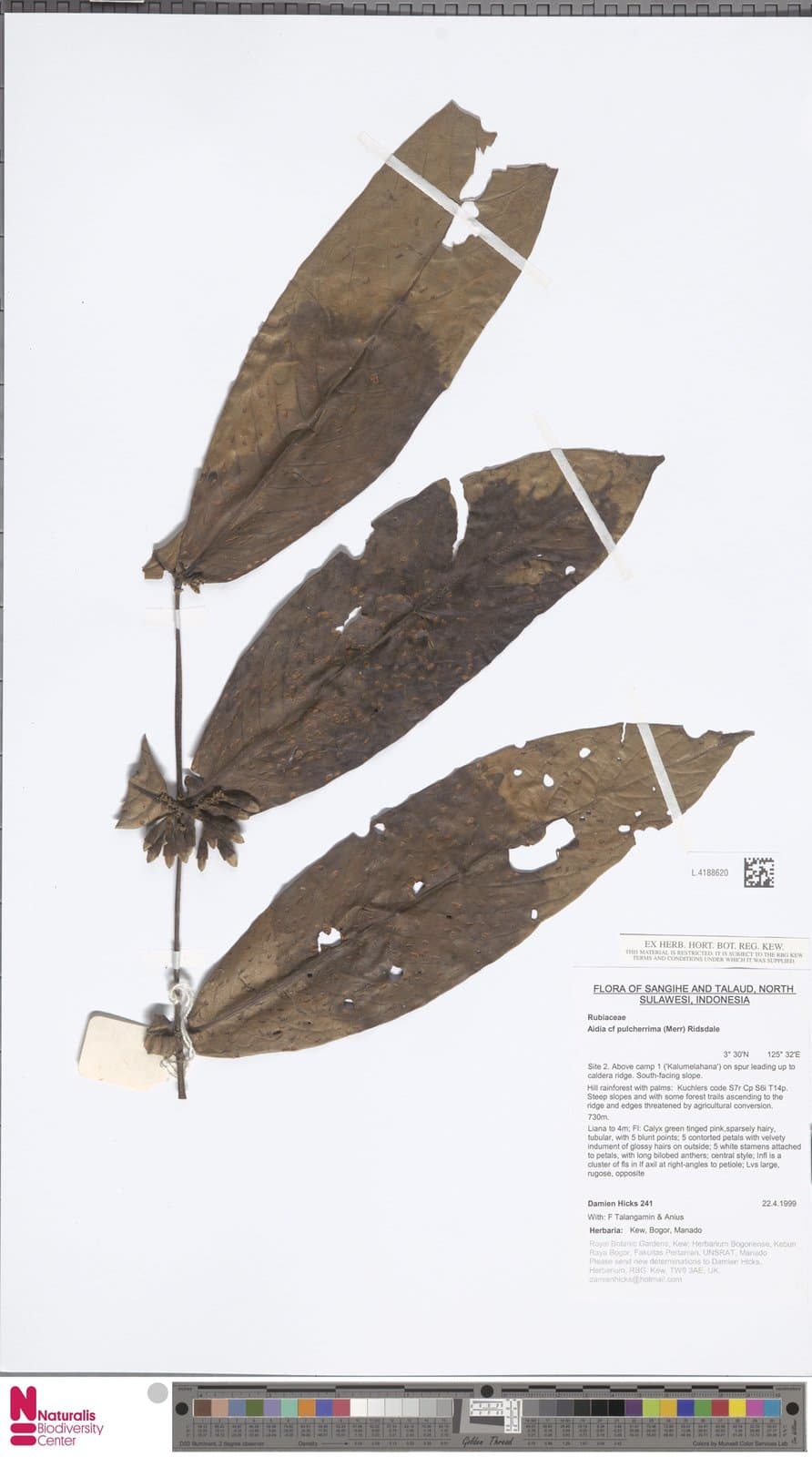 Aidia pulcherrima (Merr.) Ridsdale