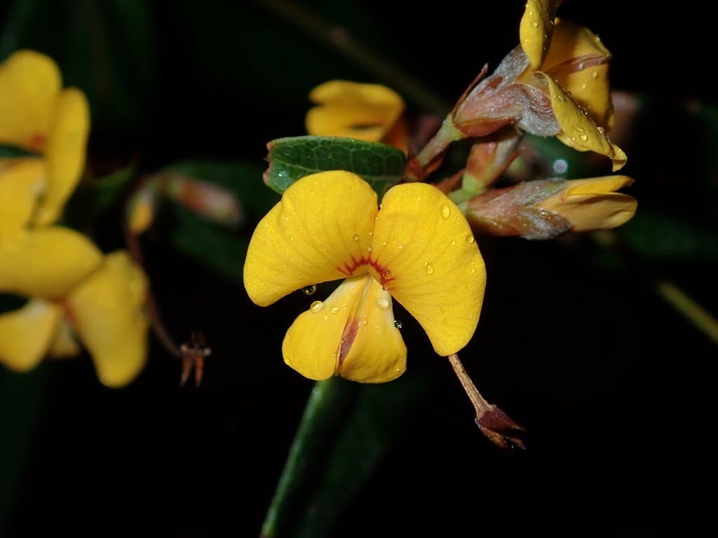 Platylobium parviflorum Sm.