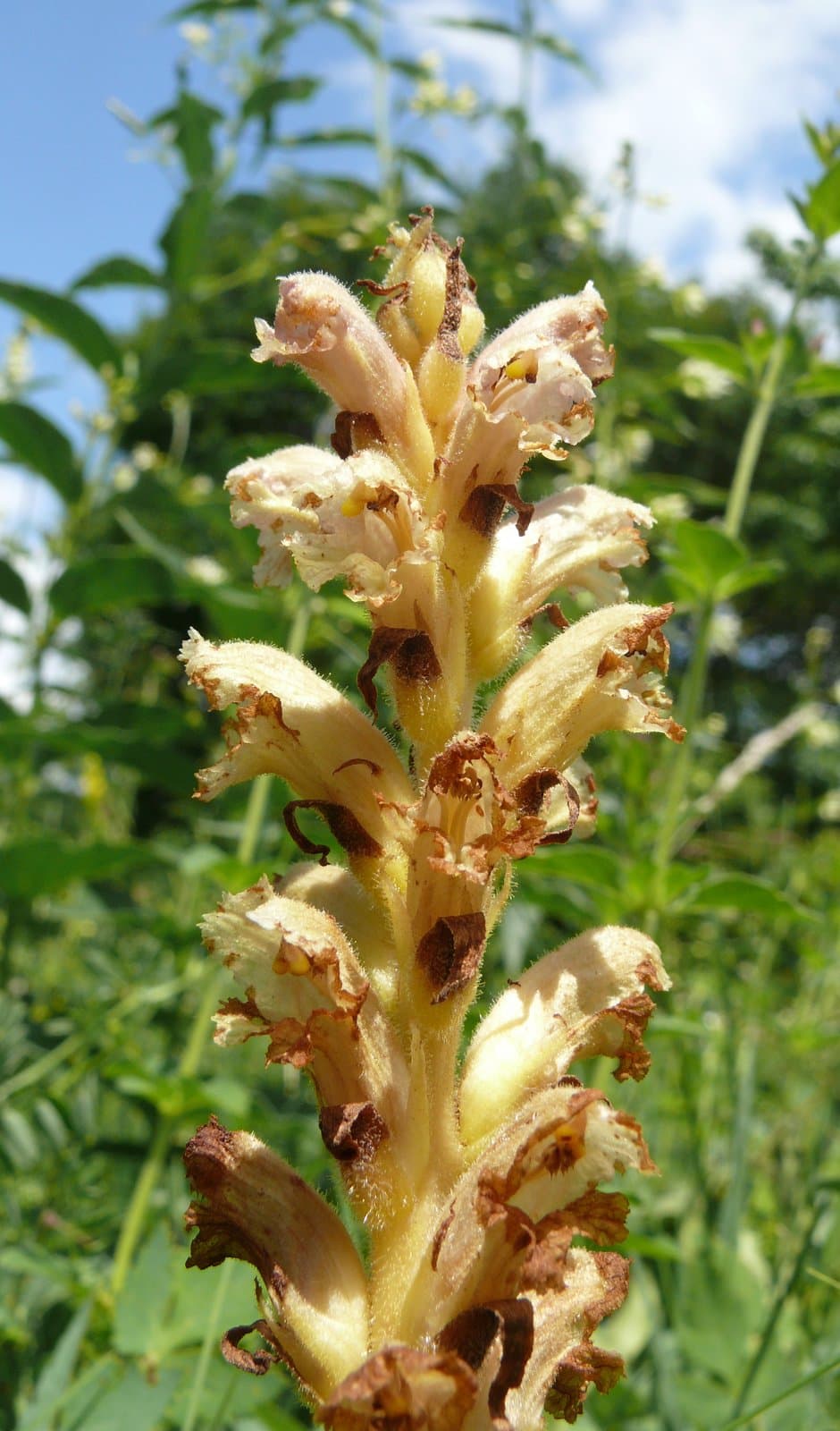 Orobanche alsatica Kirschl.