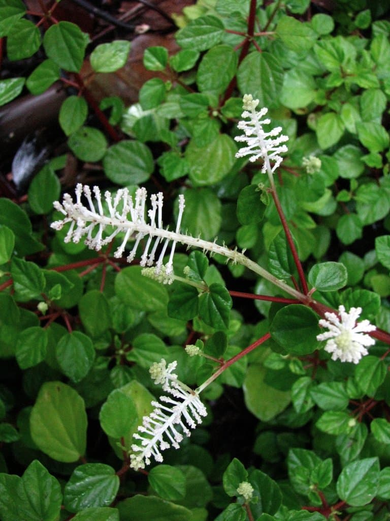 Peperomia fraseri C.DC.