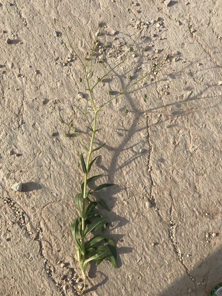 Gypsophila pilosa Huds.