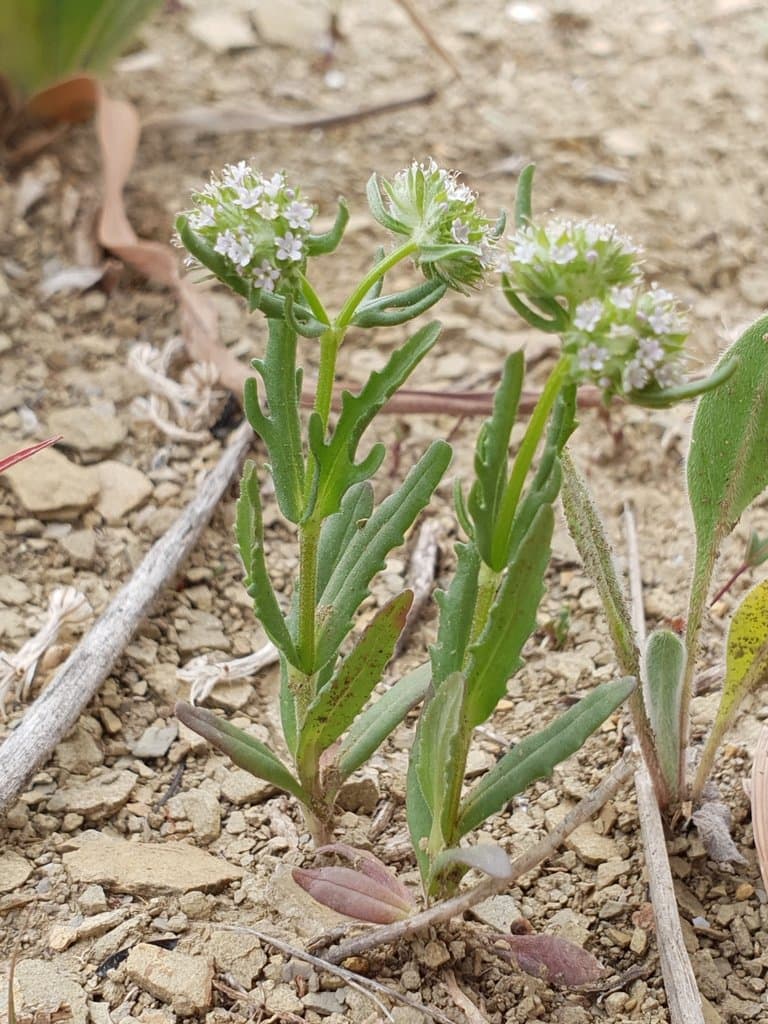 Valerianella coronata (L.) DC.