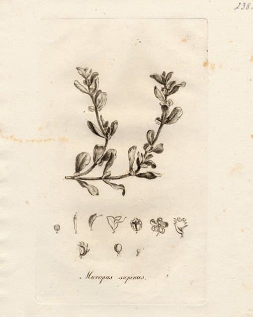 Micropus supinus L.