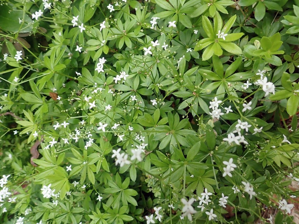 Galium odoratum (L.) Scop.