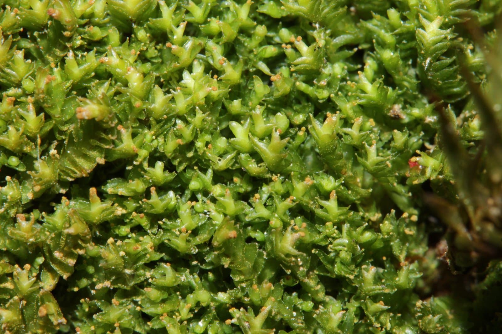 Tritomaria exsectiformis (Breidl.) Schiffn. ex Loeske