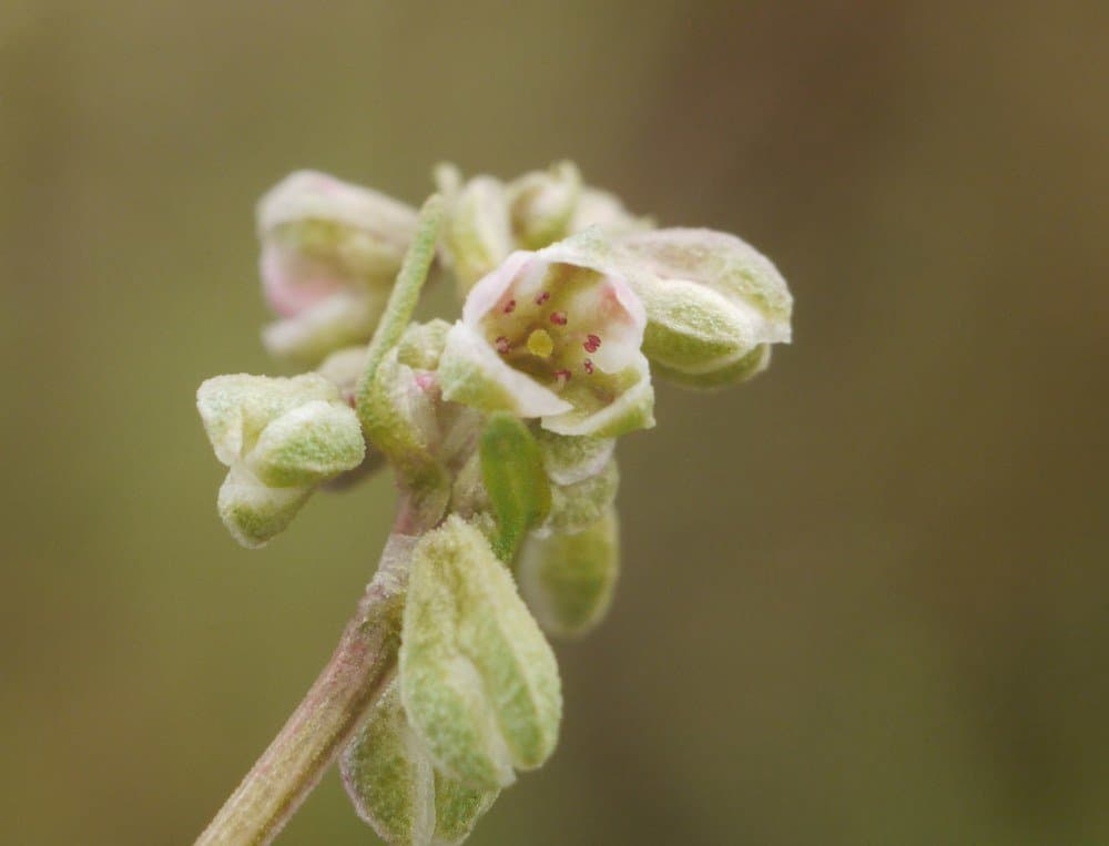 Fallopia convolvulus (L.) Á.Löve