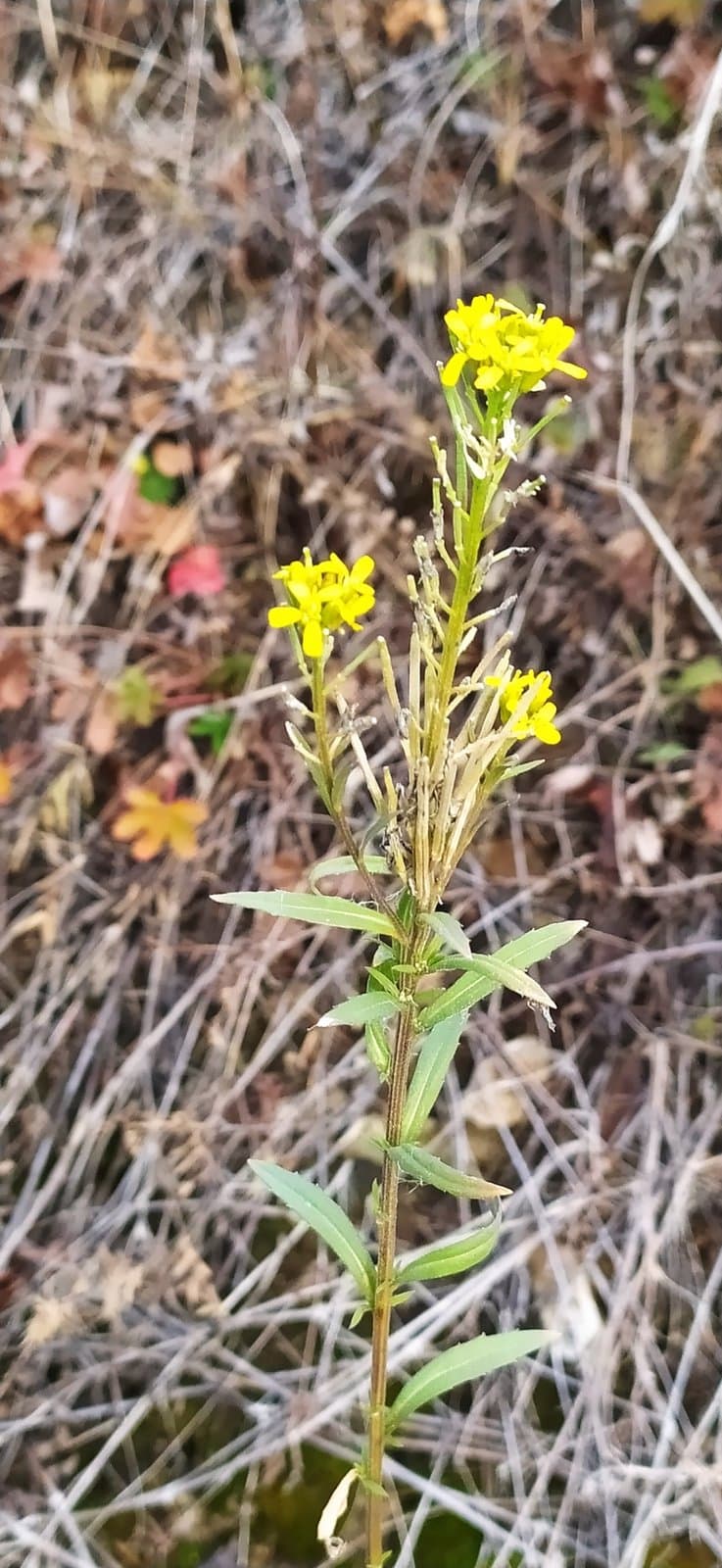 Erysimum marschallianum Andrz. ex M.Bieb.