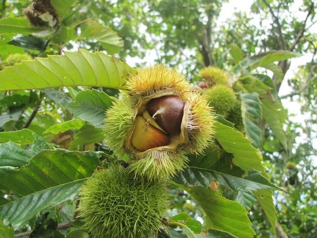 Castanea mollissima Blume