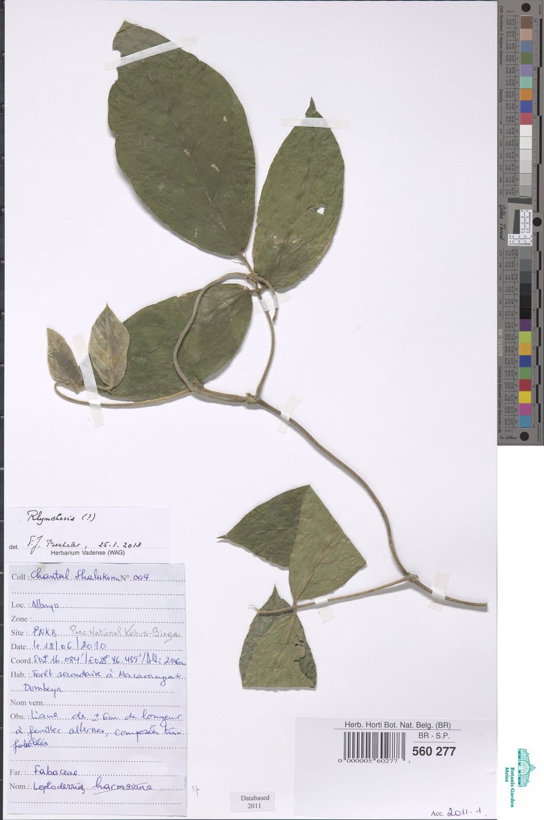 Leptoderris harmsiana Dunn