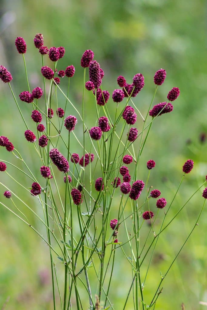 Sanguisorba officinalis L.