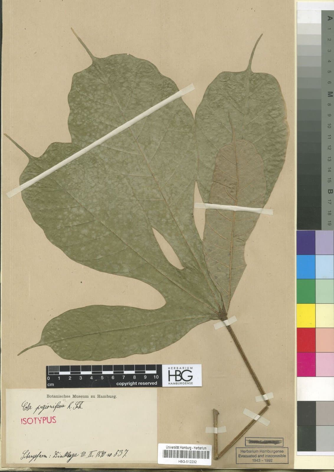 Cola duparquetiana Baill. ex Heckel