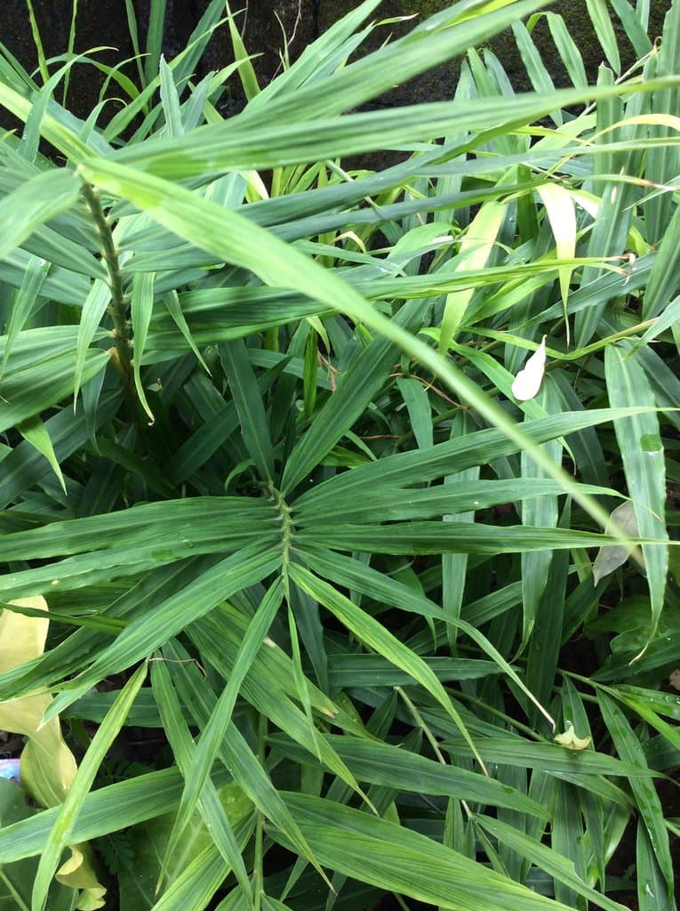 Zingiber officinale Roscoe