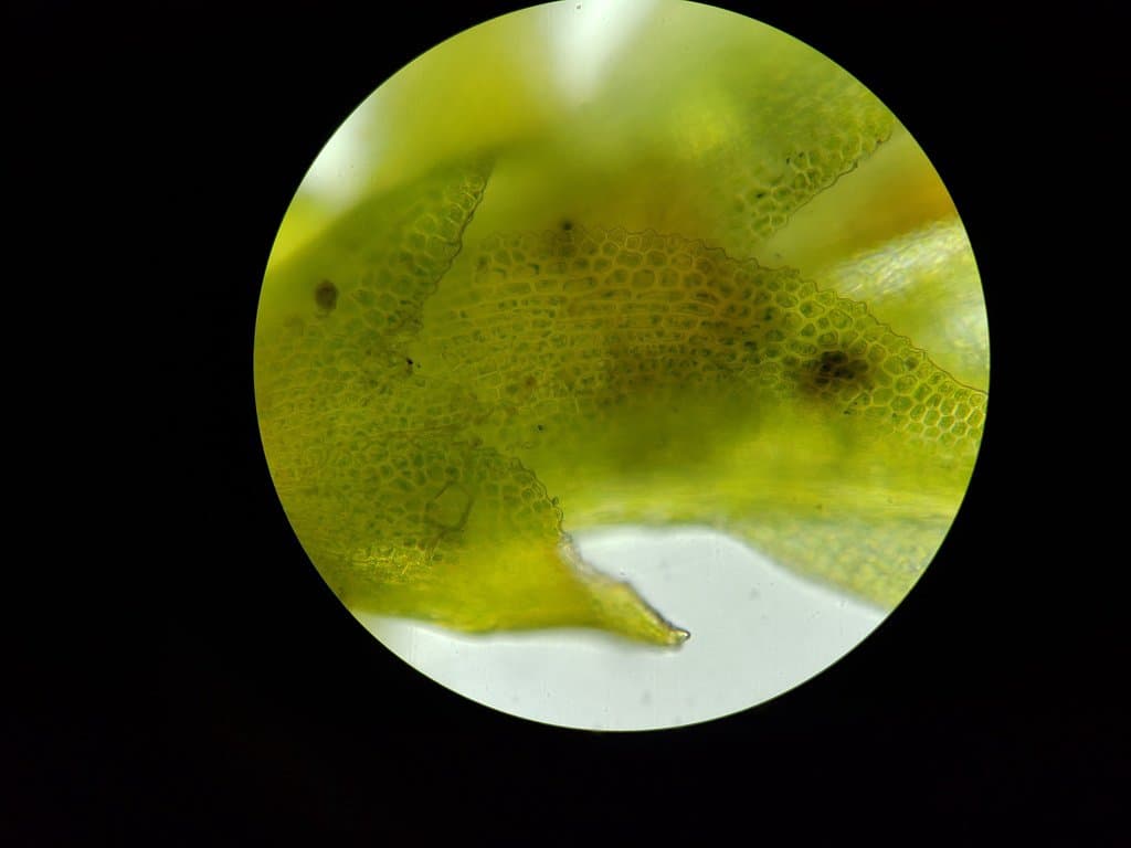 Fissidens exilis Hedw.