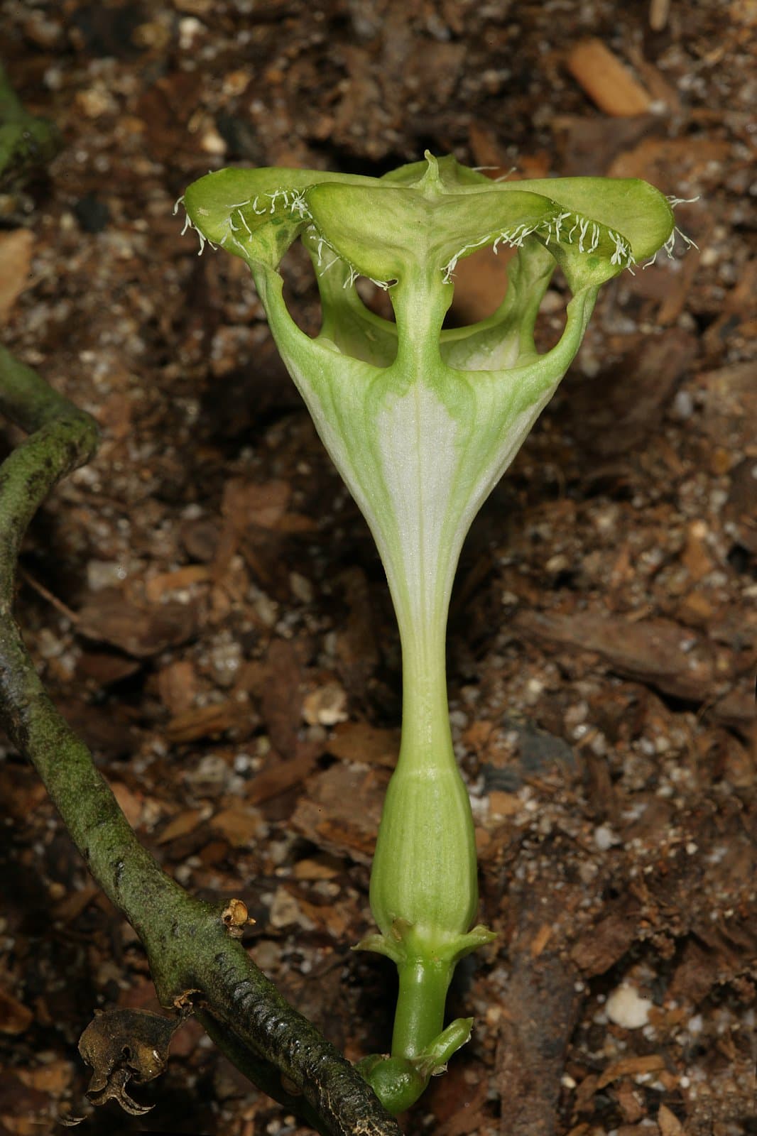 Ceropegia sandersonii Decne. ex Hook.