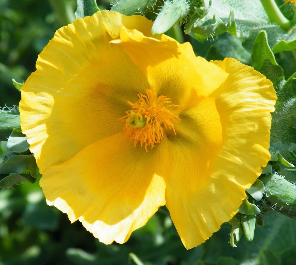 Glaucium flavum Crantz