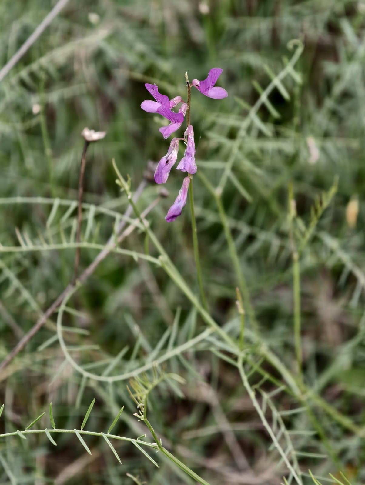 Vicia dalmatica A.Kern.