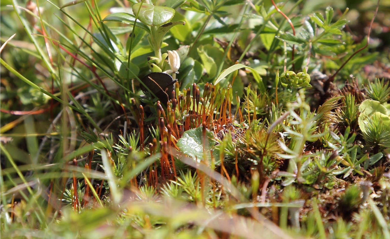 Tayloria serrata (Hedw.) Bruch & Schimp.