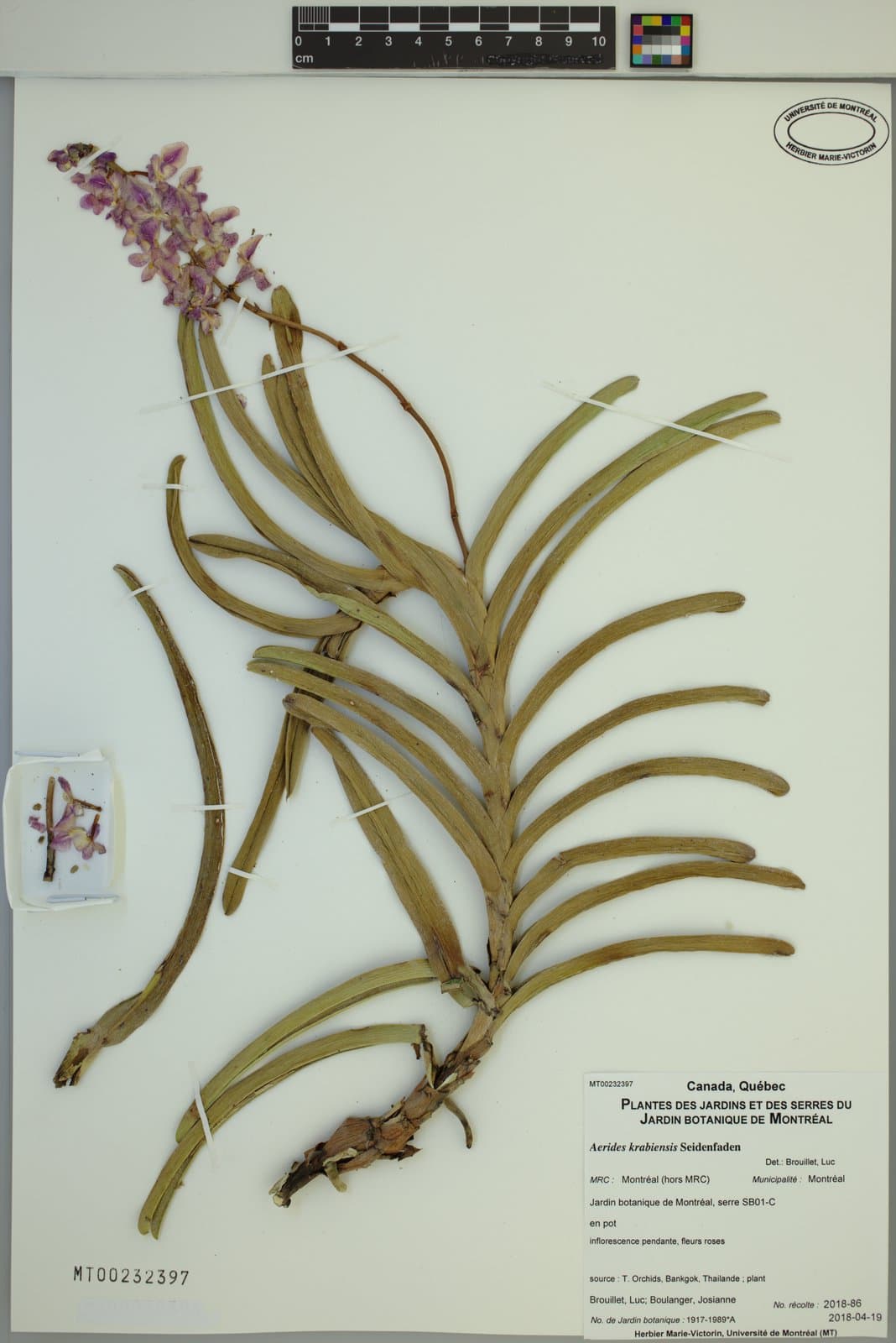 Aerides krabiensis Seidenf.