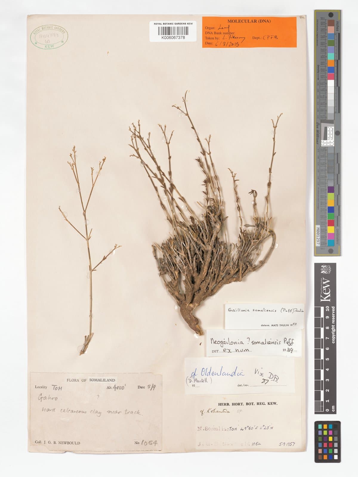 Plocama somaliensis (Puff) M.Backlund & Thulin