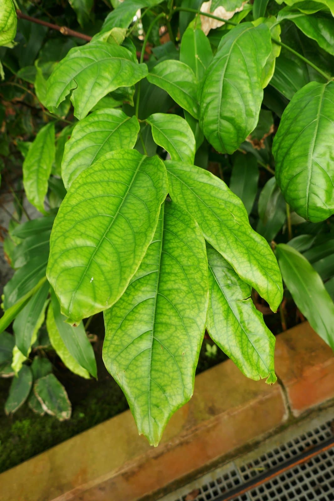 Rauvolfia vomitoria Afzel.