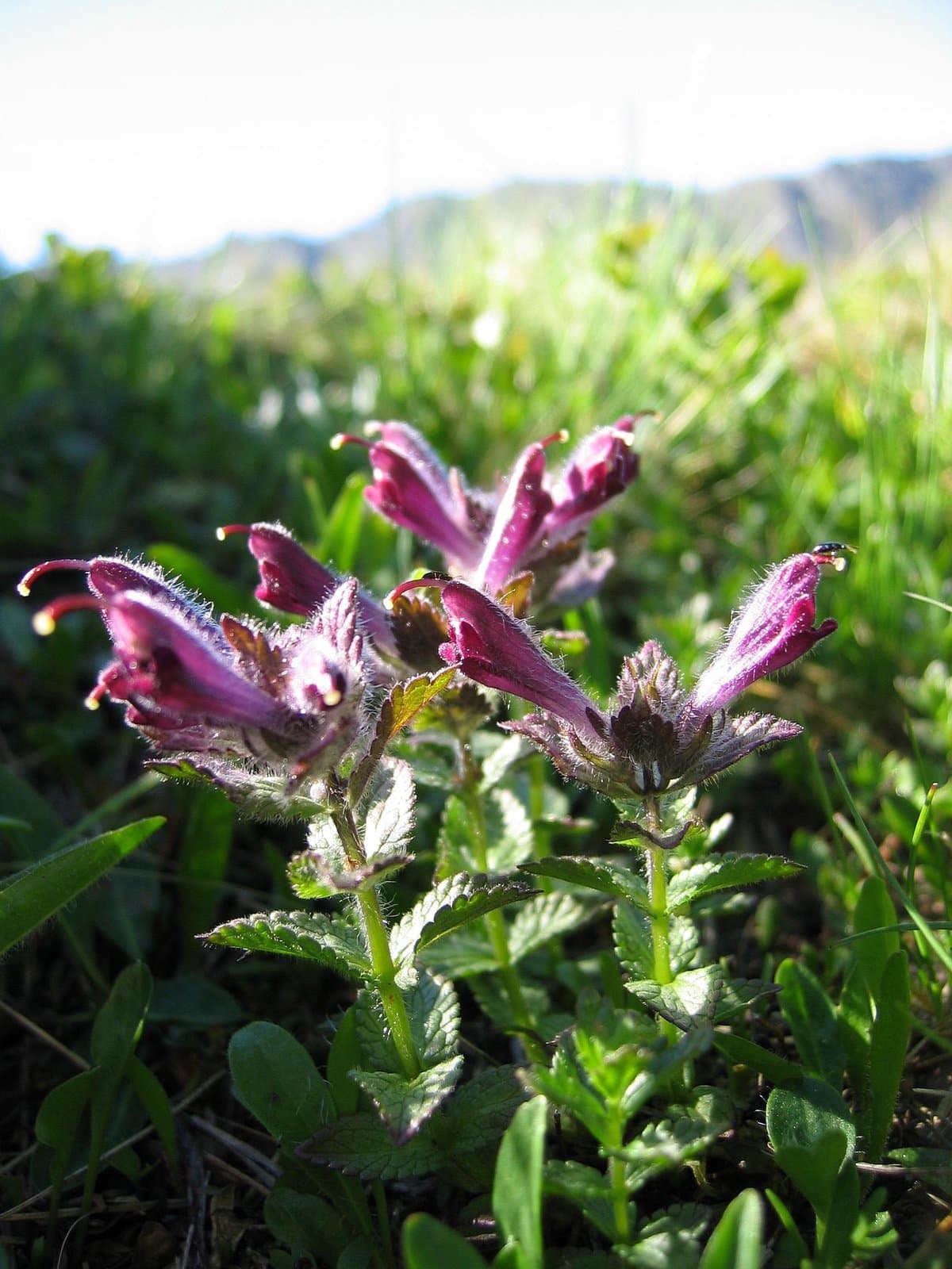 Bartsia alpina L.