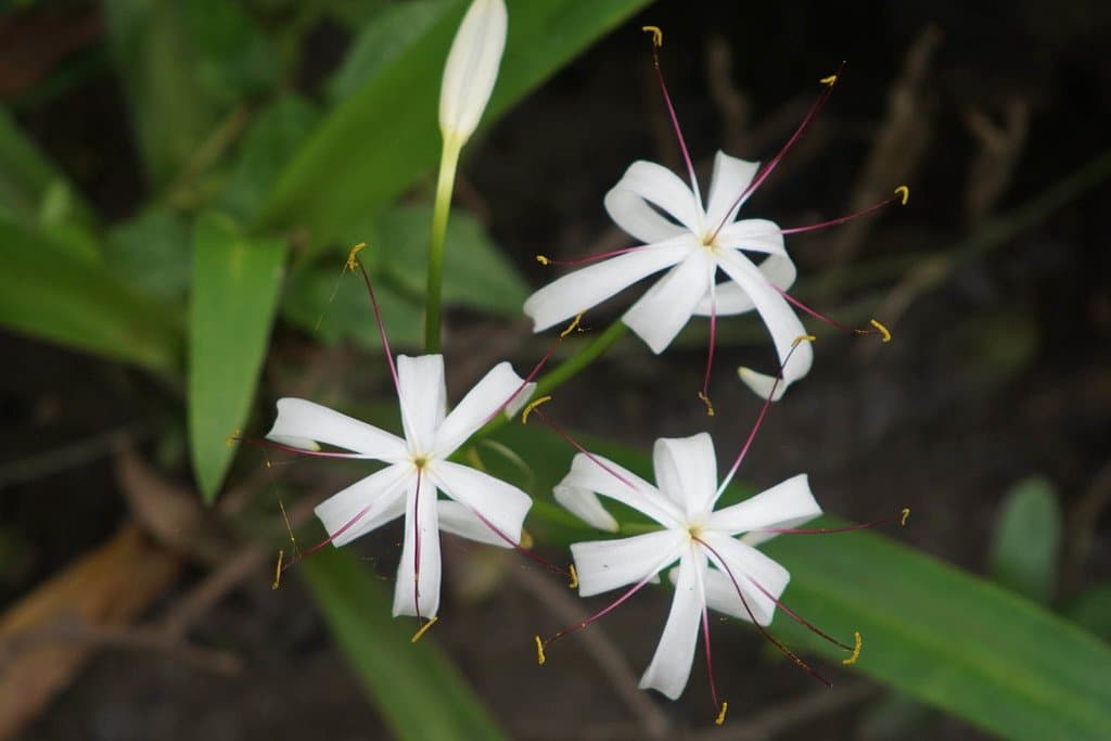 Crinum kunthianum M.Roem.