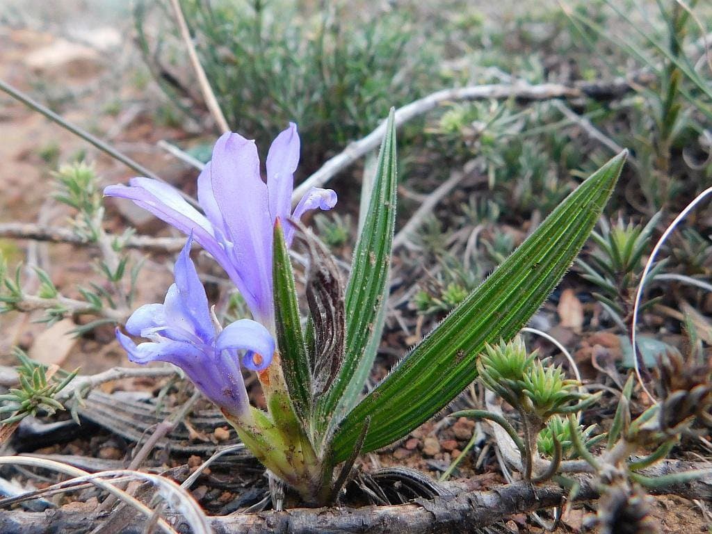 Babiana ambigua (Roem. & Schult.) G.J.Lewis