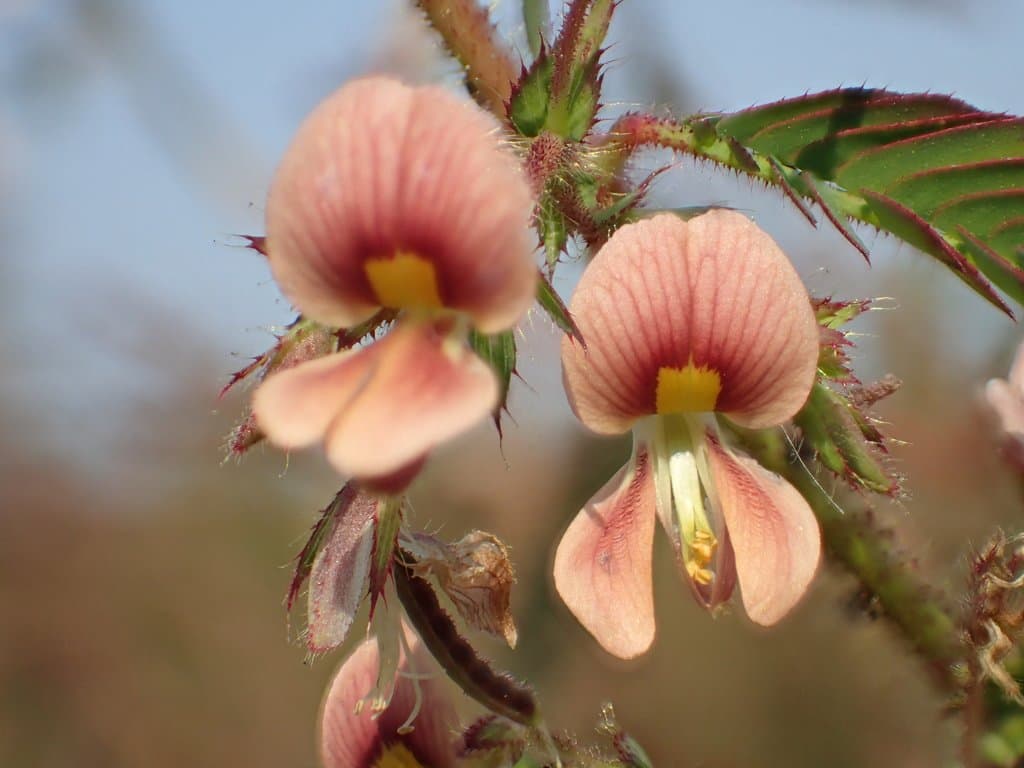 Aeschynomene americana L.