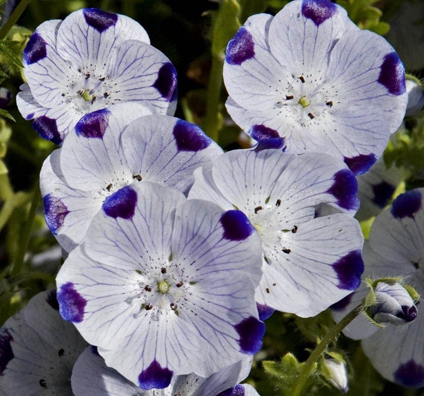Nemophila maculata Benth. ex Lindl.