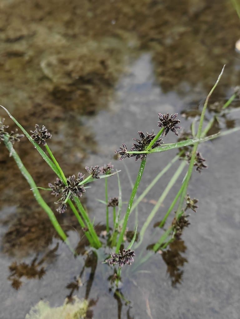 Cyperus fuscus L.