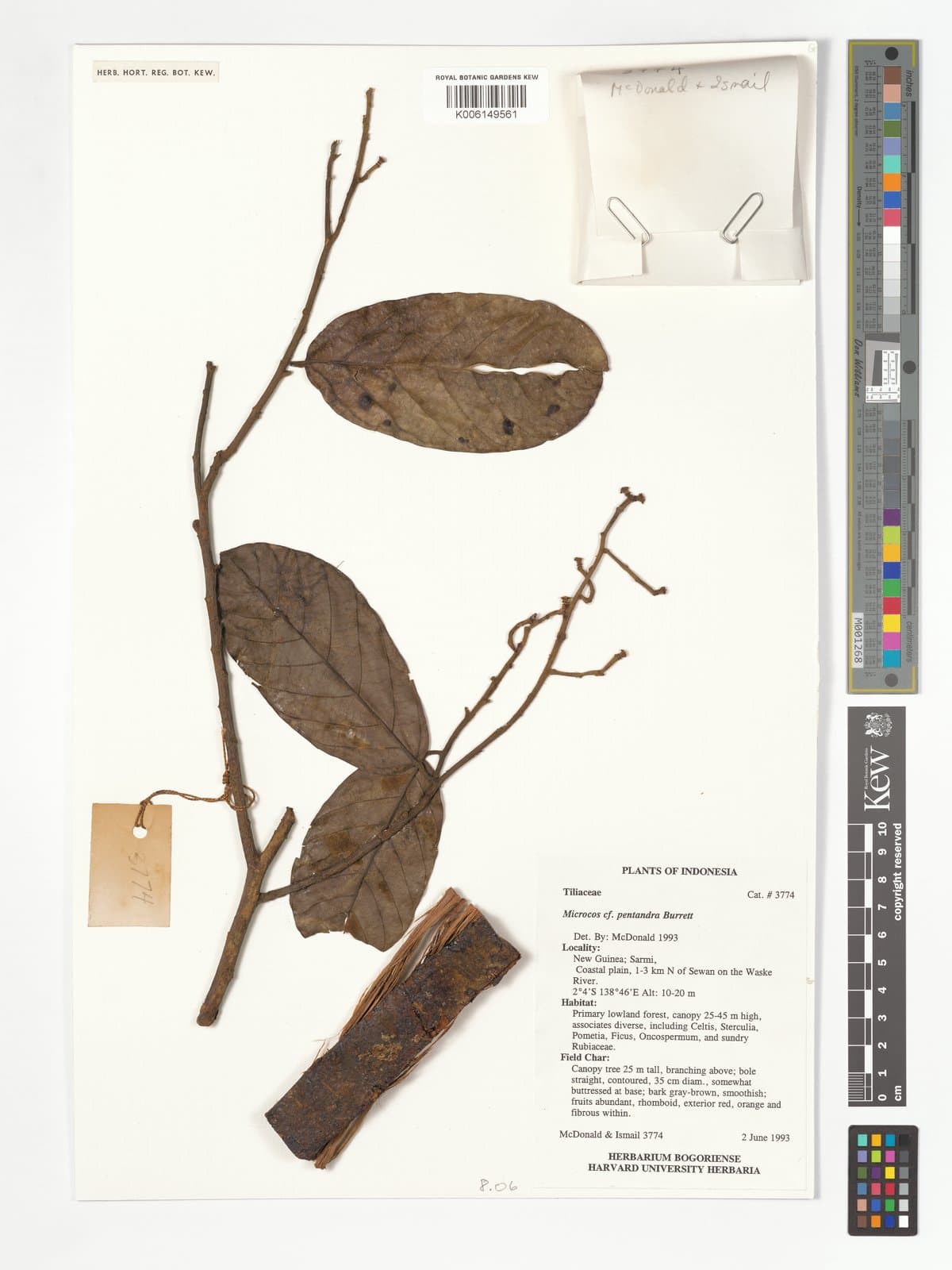 Microcos pentandra Burret