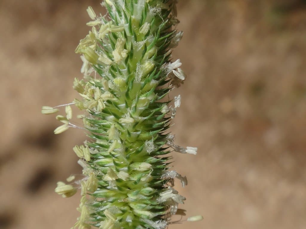 Phleum bertolonii DC.