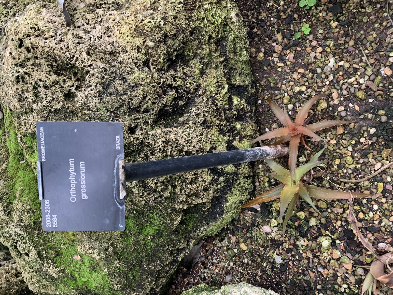 Orthophytum grossiorum Leme & C.C.Paula