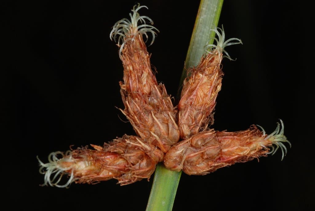 Schoenoplectus pungens (Vahl) Palla