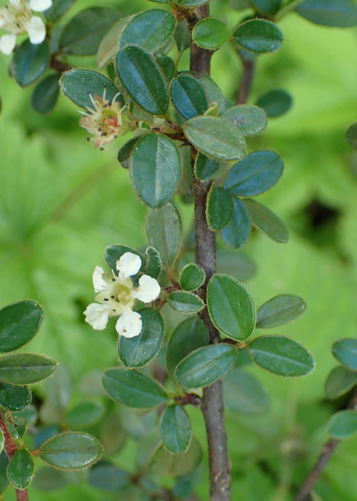 Cotoneaster rotundifolius Wall. ex Lindl.