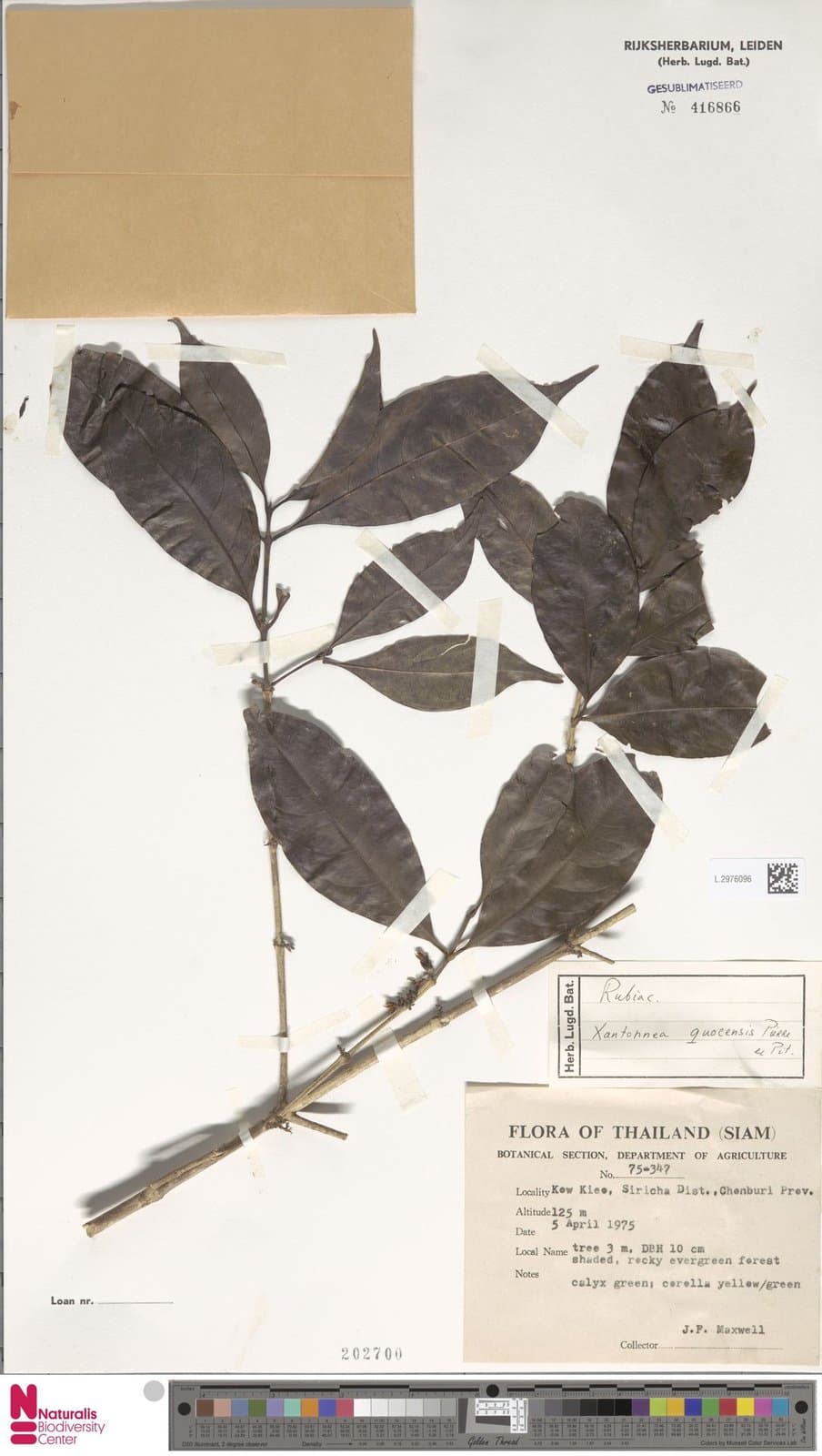 Discospermum quocensis (Pierre ex Pit.) Arriola & A.P.Davis