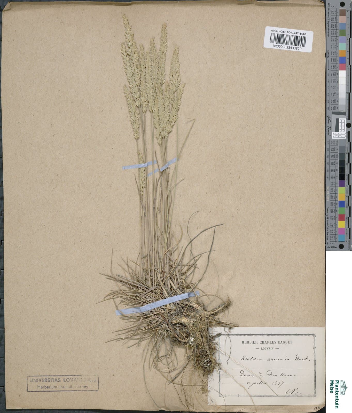 Koeleria arenaria Dumort., 1824