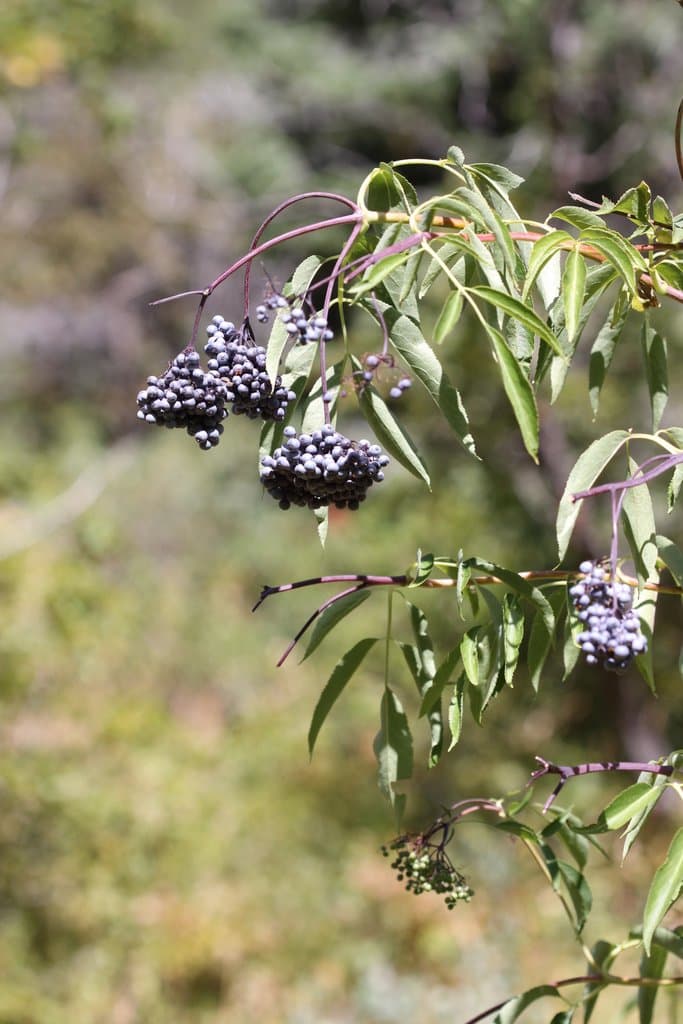 Sambucus cerulea Raf.