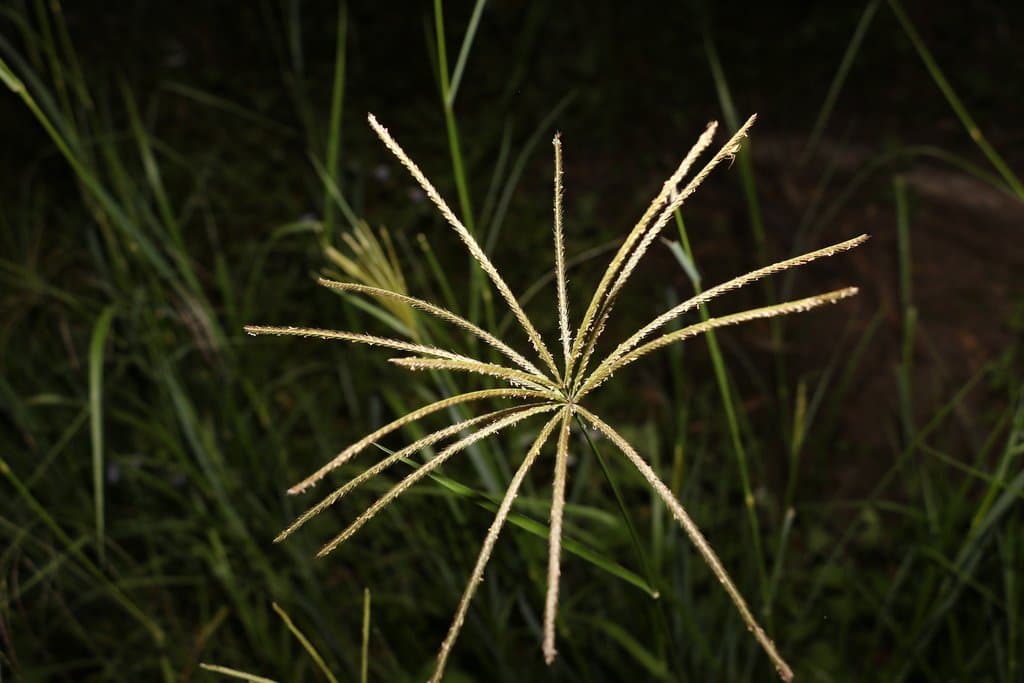 Chloris gayana Kunth