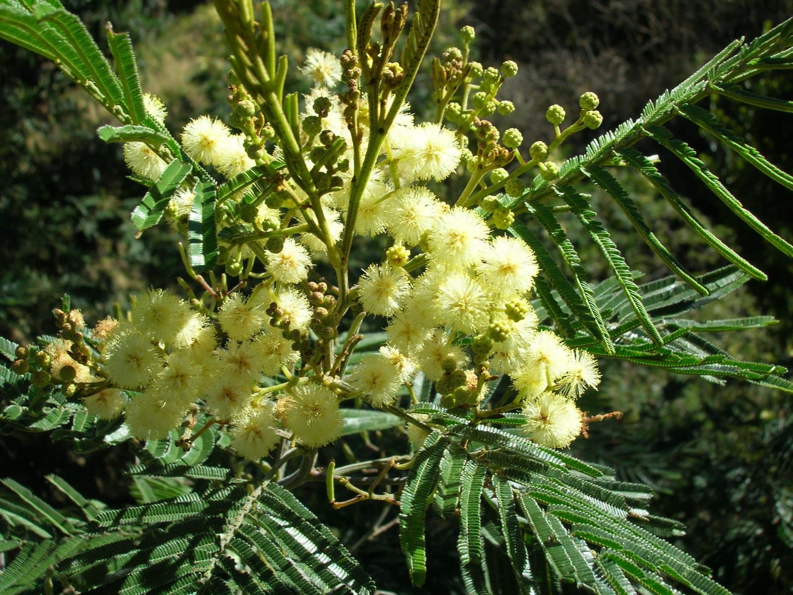 Acacia mearnsii De Wild.
