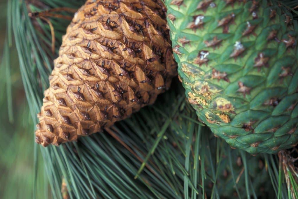 Pinus radiata D.Don