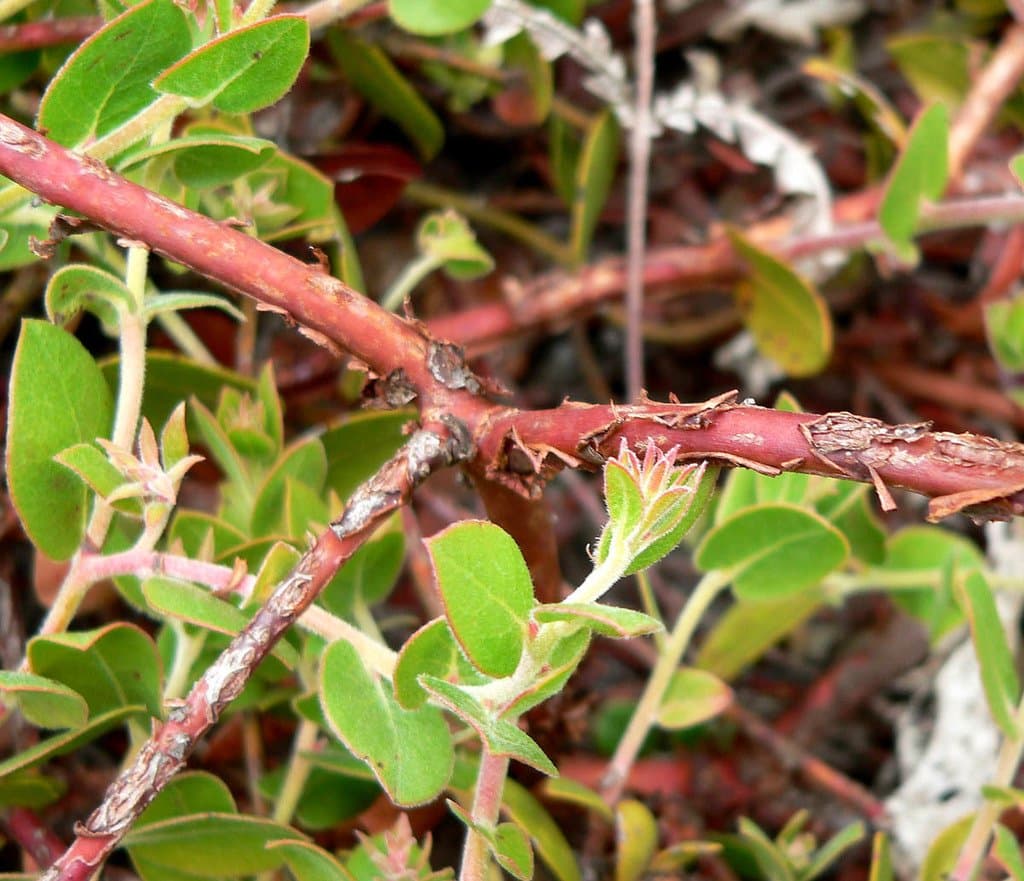Arctostaphylos cruzensis Roof