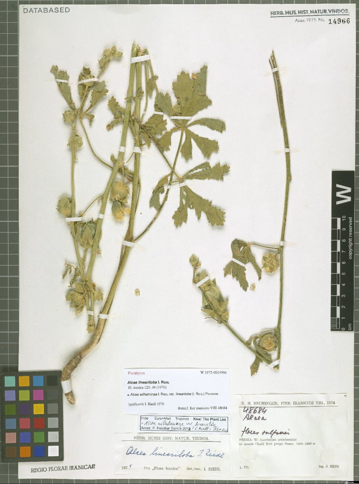 Alcea wilhelminae I.Riedl