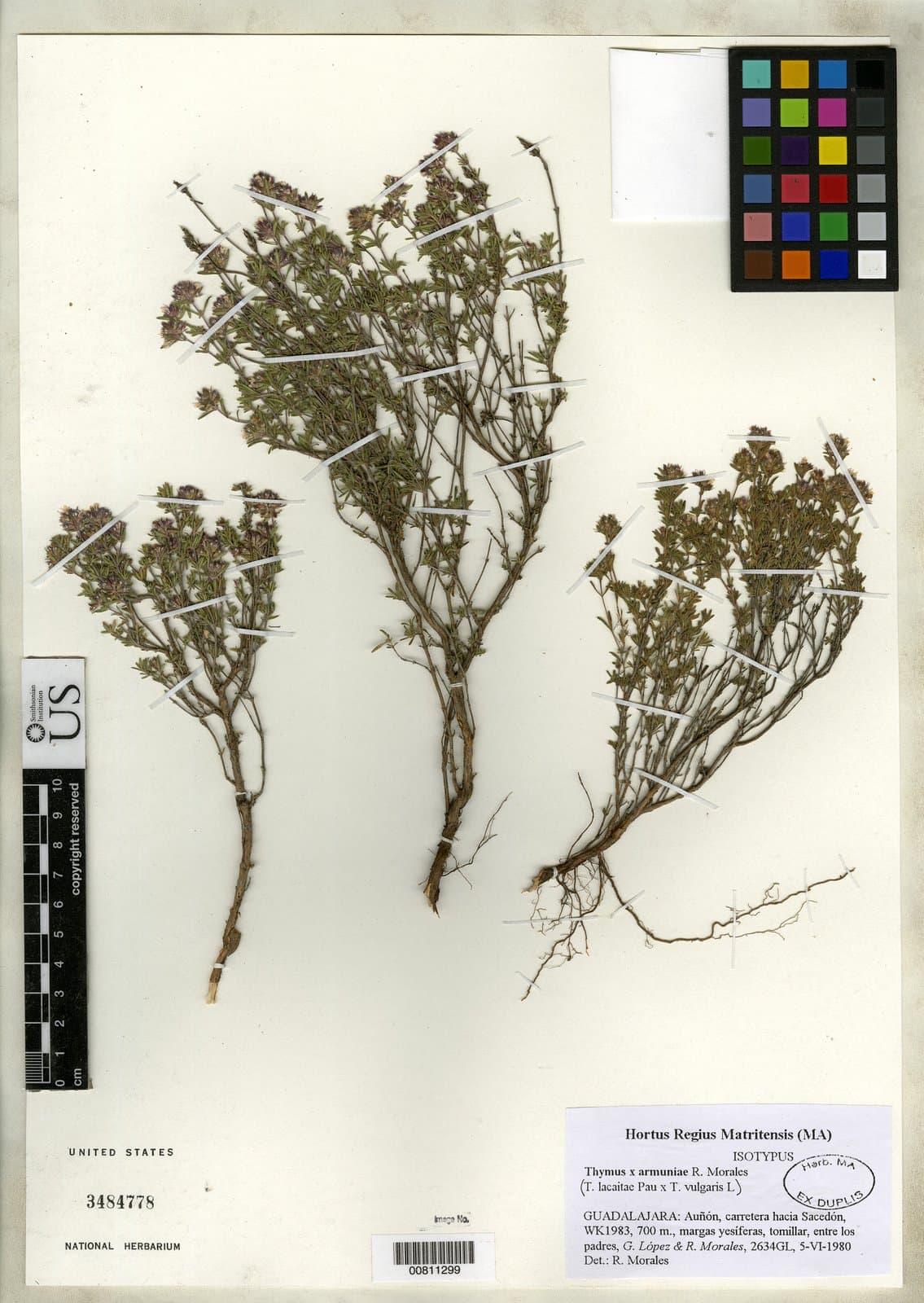 Thymus ×armuniae R.Morales