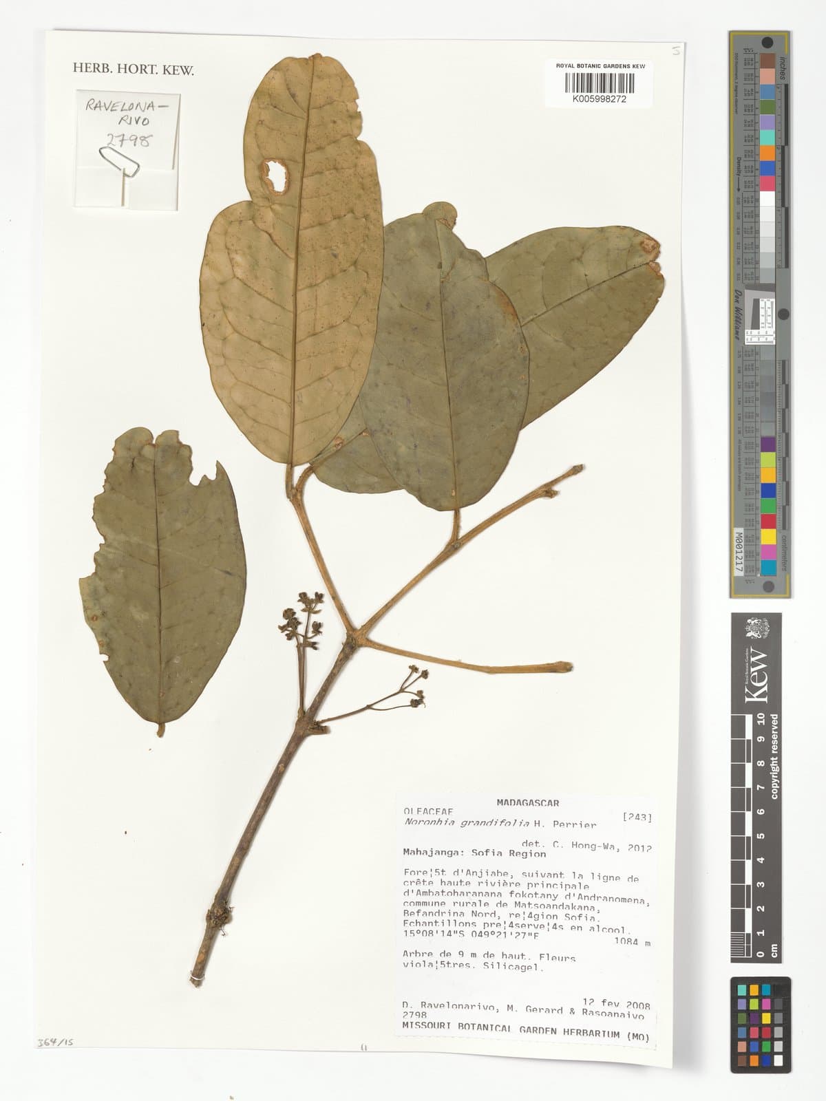 Noronhia grandifolia H.Perrier